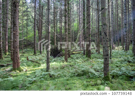 Beautiful nature forest pinetree near lake Ragnerudssjoen in Dalsland Sweden Beautiful nature forest pinetree near lake Ragnerudssjoen in Dalsland Sweden 107739148