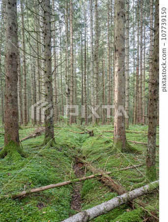 Beautiful nature forest pinetree near lake Ragnerudssjoen in Dalsland Sweden 107739150