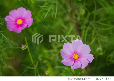 Cosmos shining in the blue sky Cosmos shining in the blue sky 107739152