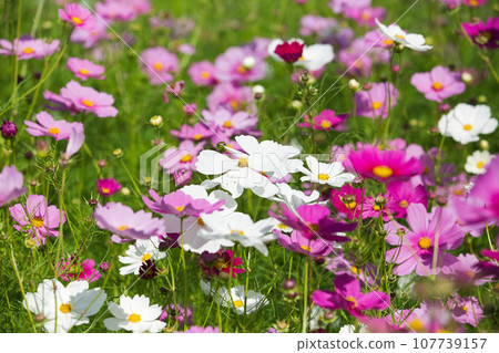 發光在藍天的波斯菊 發光在藍天的波斯菊 107739157