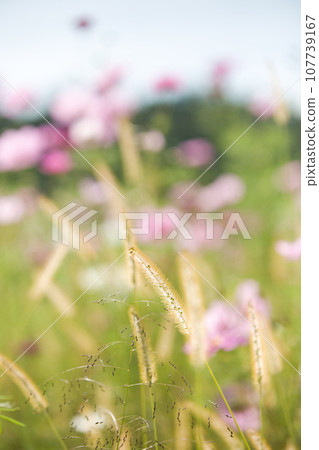 發光在藍天的波斯菊 發光在藍天的波斯菊 107739167