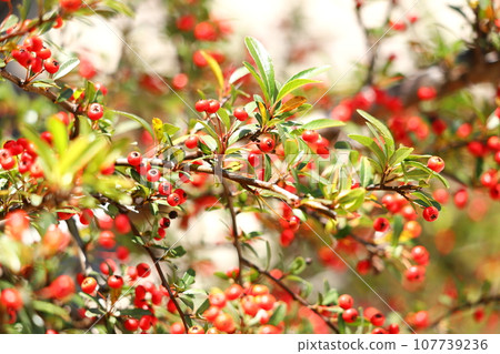 Pyracantha red fruit Pyracantha red fruit 107739236