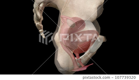 The ligament between the urethra and the vagina The ligament between the urethra and the vagina 107739320