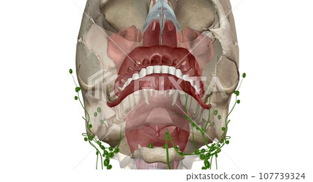 The tonsils are lymph nodes in the back of the mouth and top of the throat. The tonsils are lymph nodes in the back of the mouth and top of the throat. 107739324
