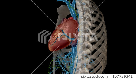 The function of the thoracic duct is to transport lymph back into the circulatory system. 107739341