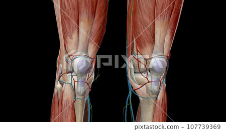 Popliteal lymph nodes are deep structures encountered under the investing fascia of the leg Popliteal lymph nodes are deep structures encountered under the investing fascia of the leg 107739369