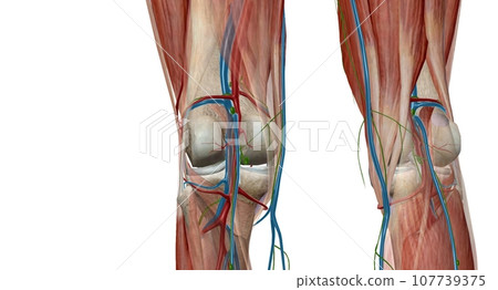 Popliteal lymph nodes are deep structures encountered under the investing fascia of the leg 107739375