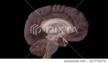 Pituitary gland is a small, pea sized gland located at the base Pituitary gland is a small, pea sized gland located at the base 107739379