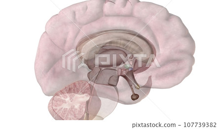 Pituitary gland is a small, pea sized gland located at the base Pituitary gland is a small, pea sized gland located at the base 107739382