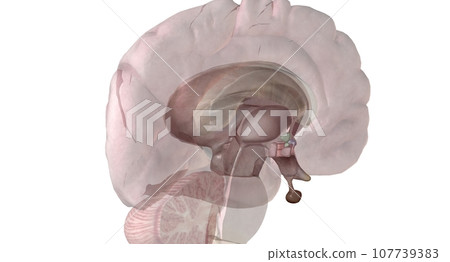 Pituitary gland is a small, pea sized gland located at the base 107739383