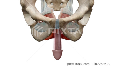 The male reproductive system is mostly located outside of the body. The male reproductive system is mostly located outside of the body. 107739399