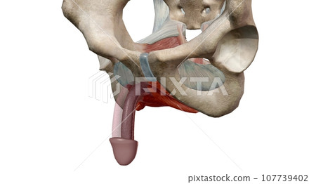 The male reproductive system is mostly located outside of the body. 107739402