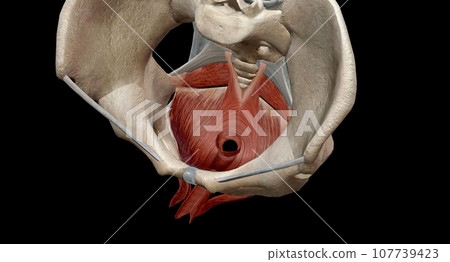 The pelvic floor muscles are located between the tailbone and th The pelvic floor muscles are located between the tailbone and th 107739423