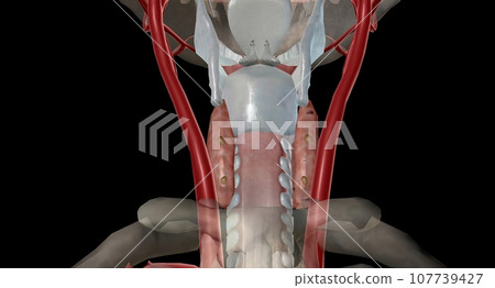 Parathyroid is an endocrine gland located at the back of the nec 107739427