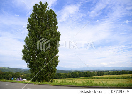 北海道美瑛的“肯與瑪麗樹” 北海道美瑛的“肯與瑪麗樹” 107739839