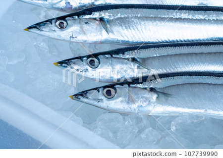 Saury on ice in a styrofoam box Saury on ice in a styrofoam box 107739990