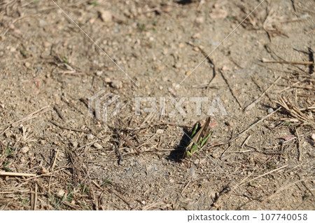 Locust Locust 107740058