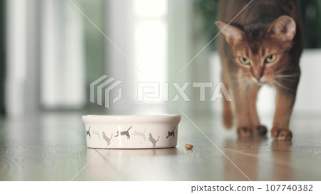 Hungry cat catching ang eating dry granules food from bowl on the floor. Domestic adorable red Abyssinian cat have lunch. Cute little best friends. Close up, low angle cinematic shot. Hungry cat catching ang eating dry granules food from bowl on the floor. Domestic adorable red Abyssinian cat have lunch. Cute little best friends. Close up, low angle cinematic shot. 107740382