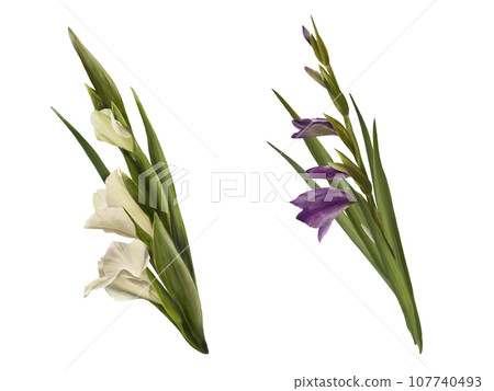 Watercolor gladioluses plant, hand drawn digital floral illustration, set of white and violet flowers, buds, leaves. Isolated on a white background for greeting, invitations, birthday cards, stickers Watercolor gladioluses plant, hand drawn digital floral illustration, set of white and violet flowers, buds, leaves. Isolated on a white background for greeting, invitations, birthday cards, stickers 107740493