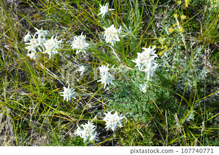Edelweiss plant growing in Olkhon island, Russia. 107740771