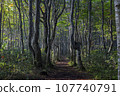 一條穿過新鮮綠色山毛櫸森林的山路 107740791