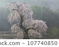 晨霧中綻放的垂枝櫻花 107740850