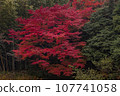 森林裡鮮紅的秋葉 107741058