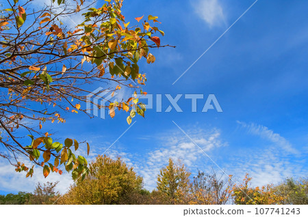 《秋天的背景素材》秋天的天空和櫻花葉 107741243
