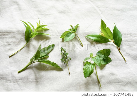 Several kinds of fresh herbs on a white cloth Several kinds of fresh herbs on a white cloth 107741492