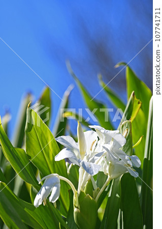 Ginger Lily, Flower Curse, White Ginger 107741711