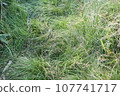 一片綠草 107741717