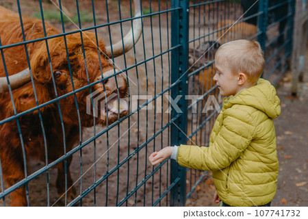 outdoor portrait of kids taking care and feeding a cow on a farm. boy in zoo feeds buffalo 107741732