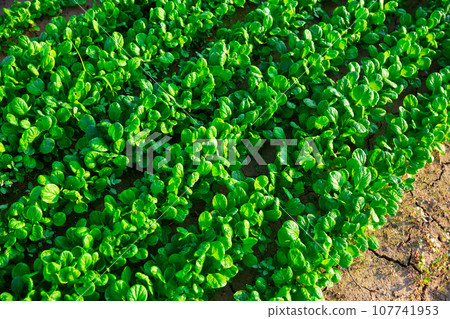 Green canonigos plants carefully growing in garden 107741953