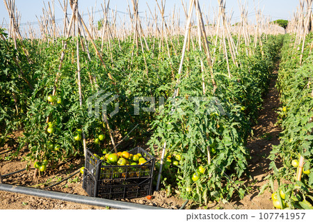 Green tomatoes on bushes and box with harvested vegetables Green tomatoes on bushes and box with harvested vegetables 107741957