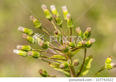 Blown tofu 107742022