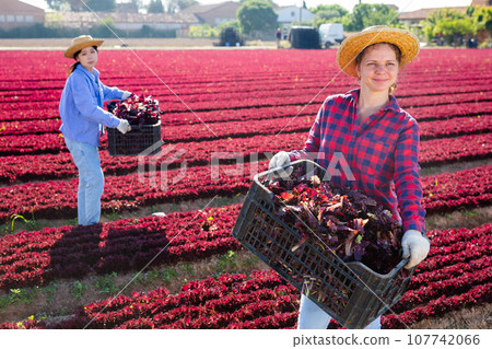 Smiling woman gardener with crate of fresh lettuce Smiling woman gardener with crate of fresh lettuce 107742066