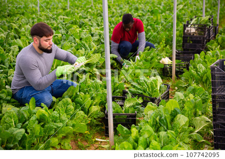 Young farmer harvesting Swiss chard in hothouse 107742095