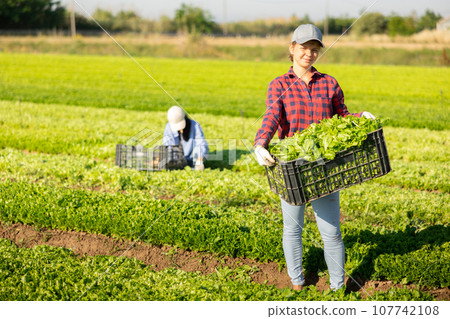 Smiling woman gardener with crate of fresh lettuce Smiling woman gardener with crate of fresh lettuce 107742108