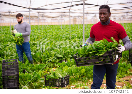 African american farmer stacking boxes with Swiss chard 107742341