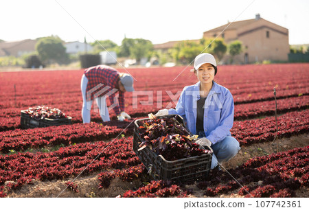 Smiling young asian female worker harvesting red lettuce at farm plantation Smiling young asian female worker harvesting red lettuce at farm plantation 107742361