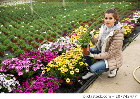 Woman gardener working with dimorfoteca plants in pots Woman gardener working with dimorfoteca plants in pots 107742477