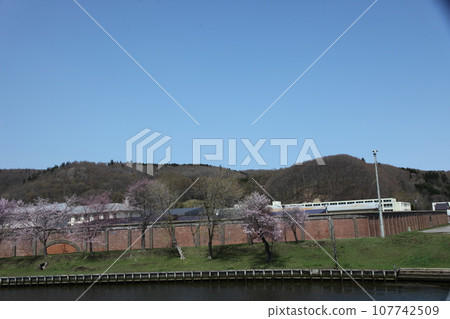 Cherry blossom scenery along the Abashiri River 107742509