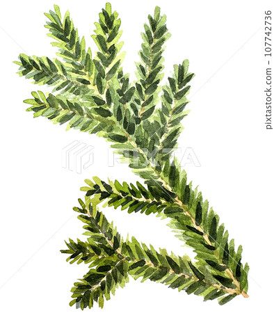 Watercolor Christmas branch. Hand drawn botanical element isolated on white background. Watercolor spruce branches. Realistic branches of green pine. branch with needles. 107742736