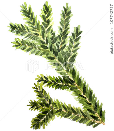 Watercolor Christmas branch. Hand drawn botanical element isolated on white background. Watercolor spruce branches. Realistic branches of green pine. branch with needles. 107742737