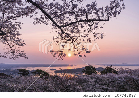 Matsushima, Miyagi Prefecture, one of Japan's three most scenic views. Cherry blossoms at Saigyo Moshidorinomatsu Park bathing in the morning sun 107742888