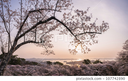 宮城縣松島,日本三大風景區之一,西行茂之松公園的櫻花沐浴朝陽 宮城縣松島,日本三大風景區之一,西行茂之松公園的櫻花沐浴朝陽 107742890