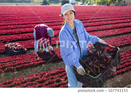Young asian woman carries box of fresh red lettuce crops in farmer field Young asian woman carries box of fresh red lettuce crops in farmer field 107743155