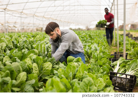 Chard harvesting process in a greenhouse 107743332