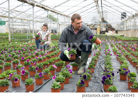 Man arranging pots with petunias in greenhouse Man arranging pots with petunias in greenhouse 107743345