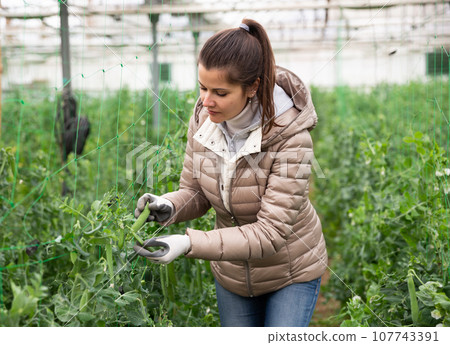 Woman gardener attentively working with pea and soy seedlings 107743391